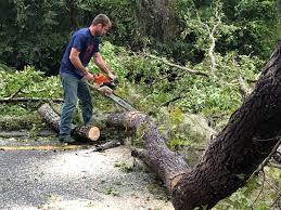 How Our Tree Care Process Works  in  Trooper, PA